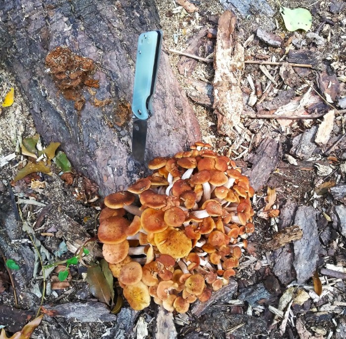 QSP & Shrooms.jpg