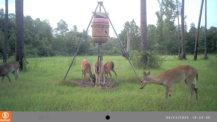 Doe missing part of front leg