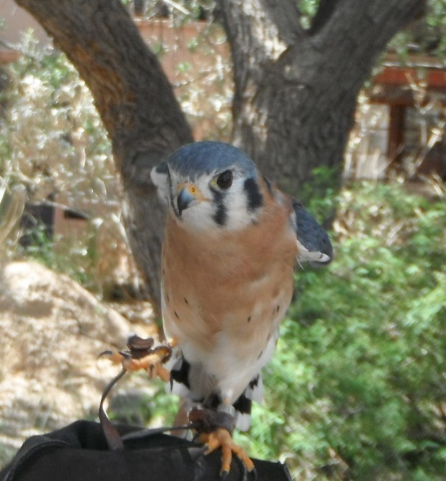 DSCF7806a.JPG