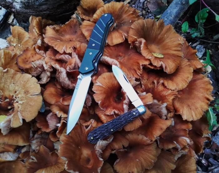 CRKT & Schrade with shrooms.jpg