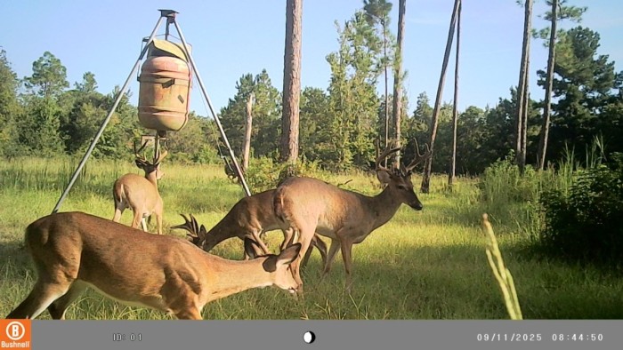 Antlers all around, big ones and little ones.