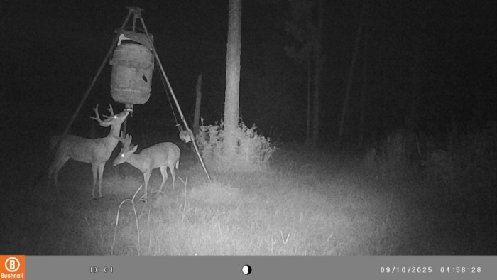 He appears not to be as big as some of the other bucks.