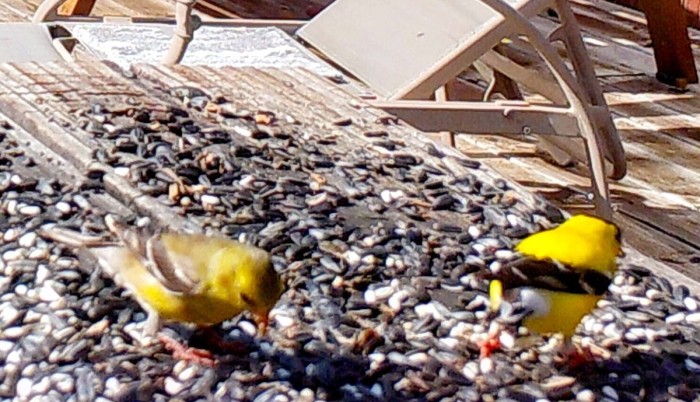 American Gold Finch