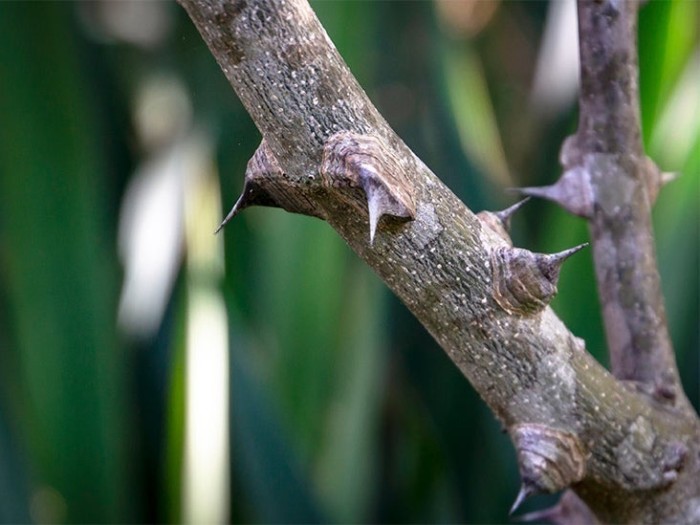 Prickly ash