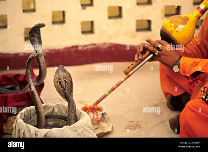 snake-charmer-playing-a-flute-in-front-of-a-snake-AD080H.jpg