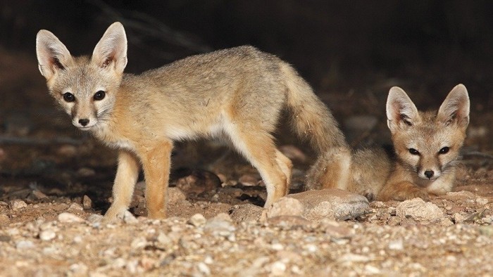 0312_kitfoxes.jpg
