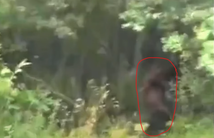 sasquatch.avif2.png