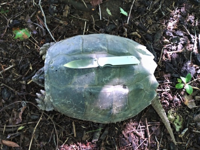 Alligator Snapper I.jpg