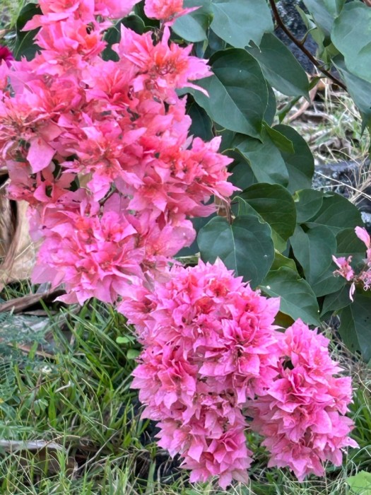 IMG_9099.jpeg