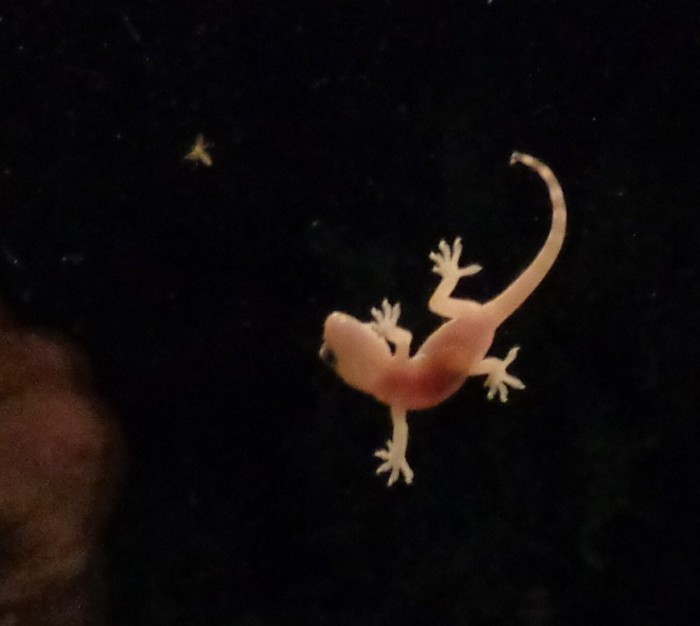 Gecko.jpg