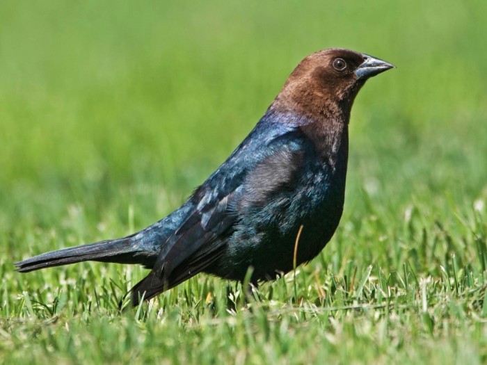 Cowbird