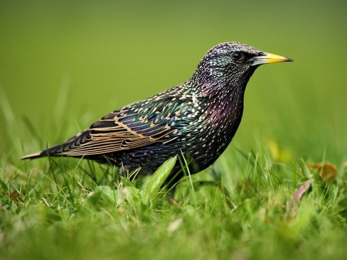 Starling