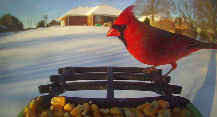 Cardinal.png