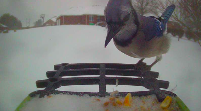 Blue Jay.png