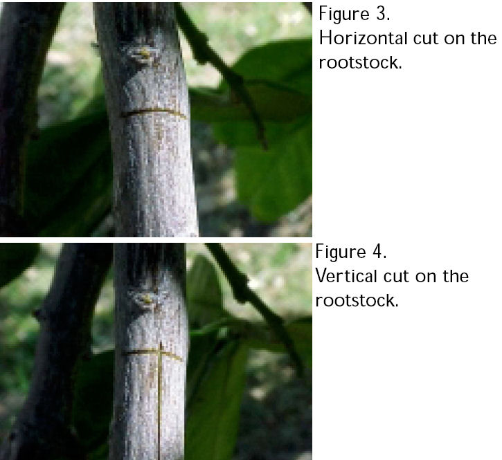 Types of Grafting.jpg