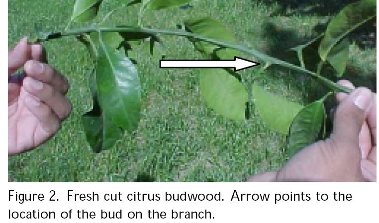 Citrus budwood.jpg