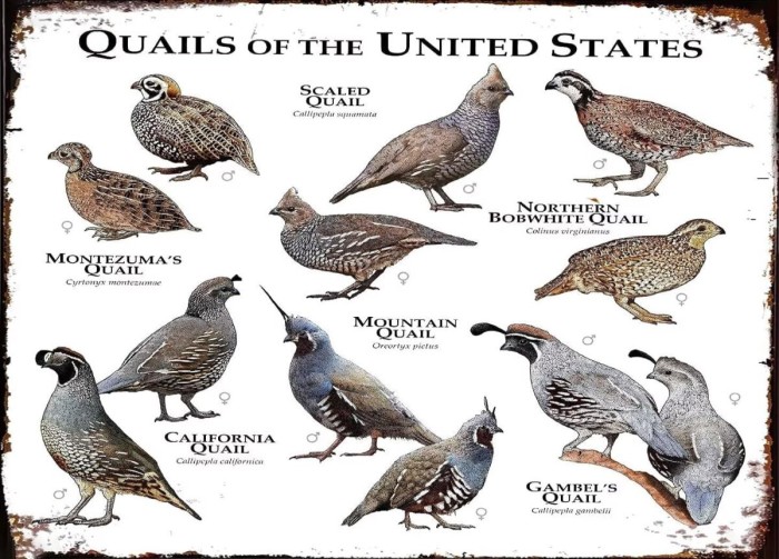 Asdg12s-Retro-Wall-Art-Canvas-Un-Quail-Of-The-United-States-Modern-Print-Posters-Vintage-Paintings-Decor-For-Cafe-Farm-Bedroom-Bathroom-Theater-20x30_5f143aa2-e3d2-496b-91cd-c0780d2e7bb4.e41cdd229effaeeeec3e6f0f8065b2f5.jpeg