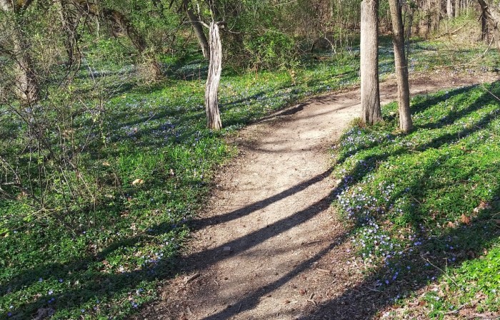 Wild side trail.jpg