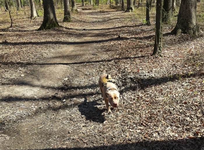 Billy on the trail II.jpg