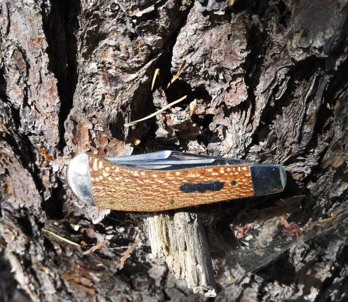 Sycamore SH treed I.jpg