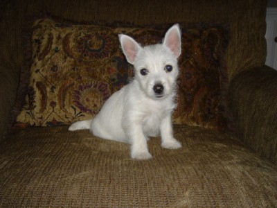 Westie040205 005.jpg