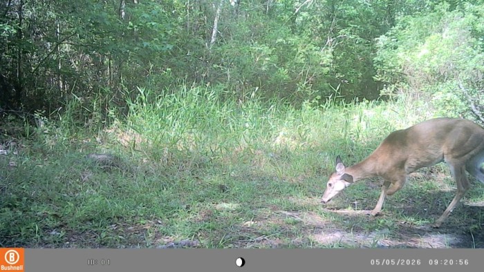 Doe missing part of left front leg