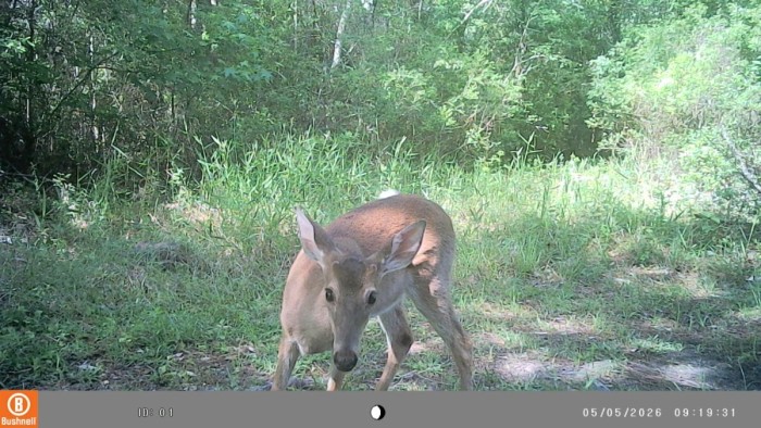 Button buck, probably 8 months old, late born probably in October