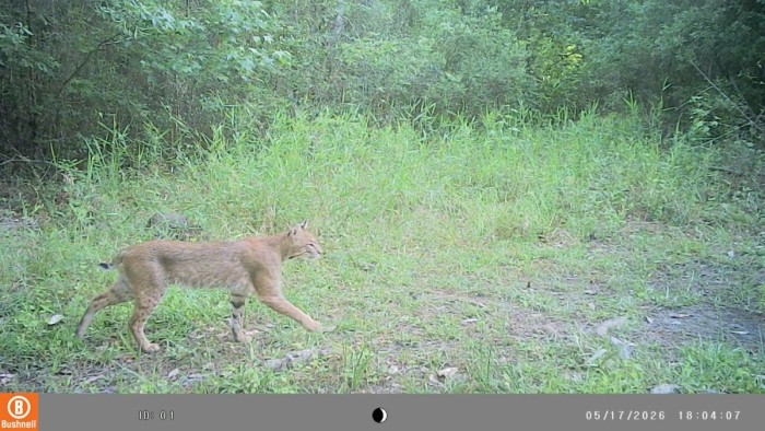 Probably same cat as a week or so ago, just out in the open.