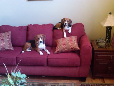Beagle01.jpg
