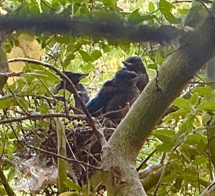 Picture #1. - All Three Not-So “Little Ones.”<br />Tuesday, June 23, 2026.<br />Click On The Picture To ENLARGE.