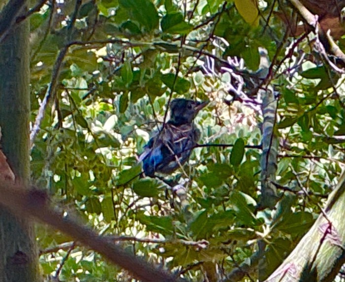 Picture #2. - Out Of The Nest - One “Little One”, All By Itself.<br />Tuesday, June 23, 2026.<br />Click On The Picture To ENLARGE.