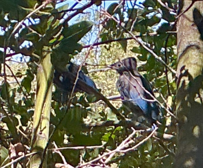 Picture #3. - Out Of The Nest - The Other Two “Little Ones”, Together.<br />Tuesday, June 23, 2026.<br />Click On The Picture To ENLARGE.