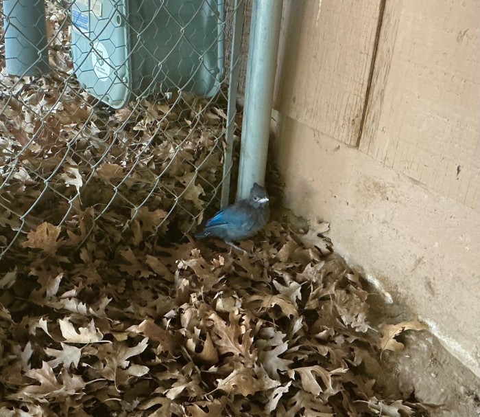 Picture #4. - One “Little One” Managed To Get Under My Deck.<br />Tuesday, June 23, 2026.<br />Click On The Picture To ENLARGE.