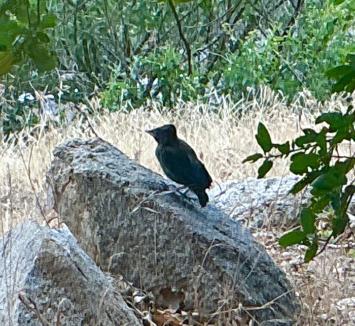Picture #5. - One “Little One” Perched On A Rock. Admiring The View.<br />Tuesday, June 23, 2026.<br />Click On The Picture To ENLARGE.
