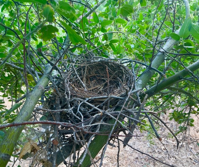 The Empty Nest.<br />Wednesday, June 24, 2026.<br />Click On The Picture To ENLARGE.