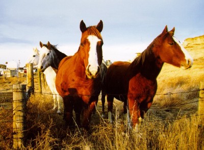 horse01.jpg
