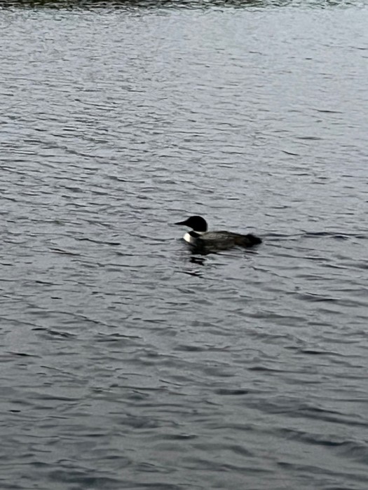 IMG_0831.jpeg