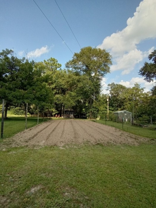 Should be ready for planting atond the 1st of August.