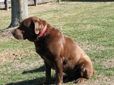 Casey
