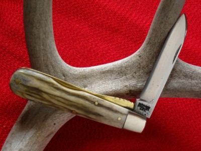 elk antler