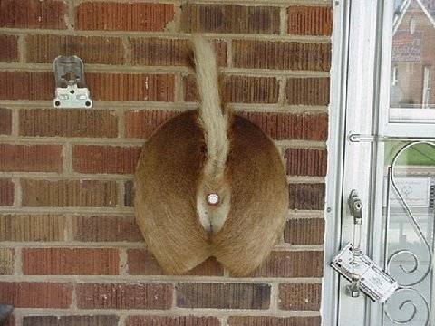 back_door_159[1].jpg