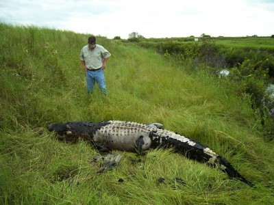 Dead Gator.JPG
