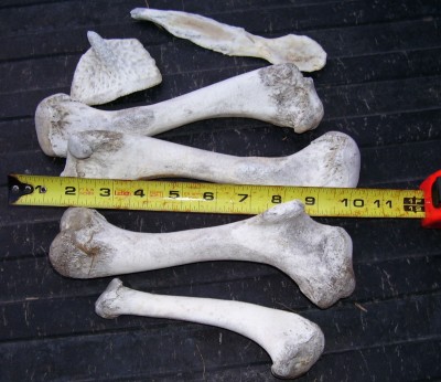 Gator Bones.JPG