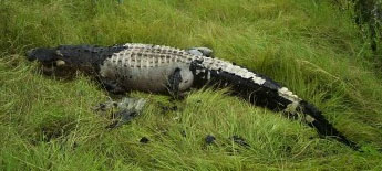 gator.jpg