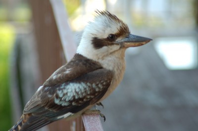 DSC_0010.JPG