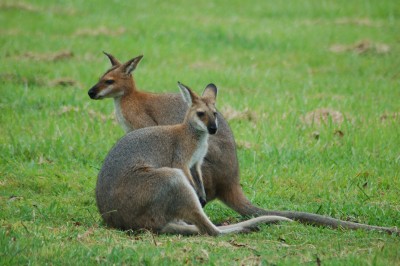 DSC_0118.JPG