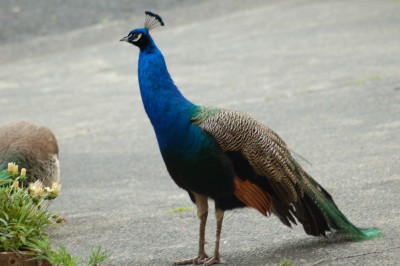 Two of these birds walked into my front yard and stayed the day.