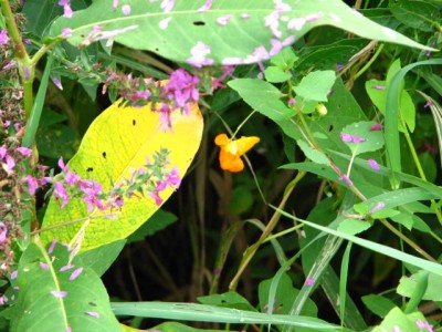 A LITTLE COLOR