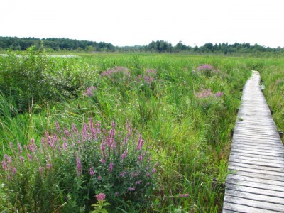 THE BOARDWALK