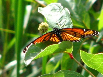 A MONARCH?
